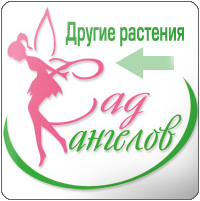 Сад ангелов Сад ангелов